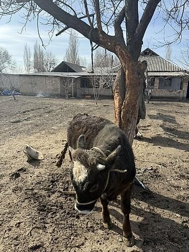 кошка сокулук: Сатам | Кунаажын, Музоо | Аргын | Байланган — 4