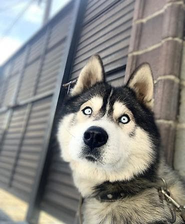 Продажа собак: Сибирский хаски, кобель. Классический окрас “черный с белым”, густой — 1