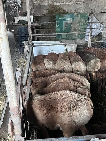 animal pack: Продаю | Баран (самец) — 2