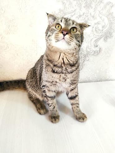 шотландка кошка: Котята с вислыми ушками (скоттиш-фолд/метисы) — домашние компаньоны с — 2