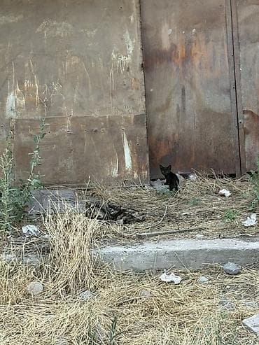 Котята от черепаховой кошки Возраст точно не известен, отдаются в