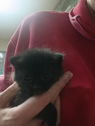 бесплатно кошки: Котята, домашнее выращивание. - Возраст: примерно несколько недель — 3