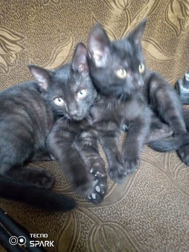 дом для котов: Кошка даром: Беспородная, 3 месяца, Девочка — 3