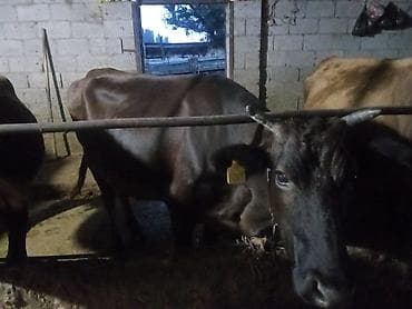 Продаю | Корова (самка) | Для молока | Привязанные — 8