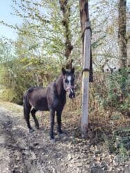 хомяк домашний купить: Продаю | Конь (самец) | Рабочий | Мерин — 2