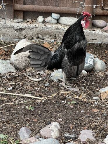 куплю курей: Продаю | Куры | Для разведения — 3