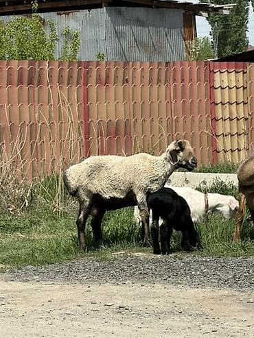 чау чау смуф цена: Продаю | Овца (самка) | Для разведения | Матка — 2