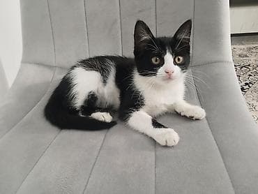 отдам хорошие руки котят: Кошка даром: Беспородная, 2 месяца, Девочка — 1