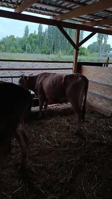 Животные: Продаю | Тёлка | На откорм — 3