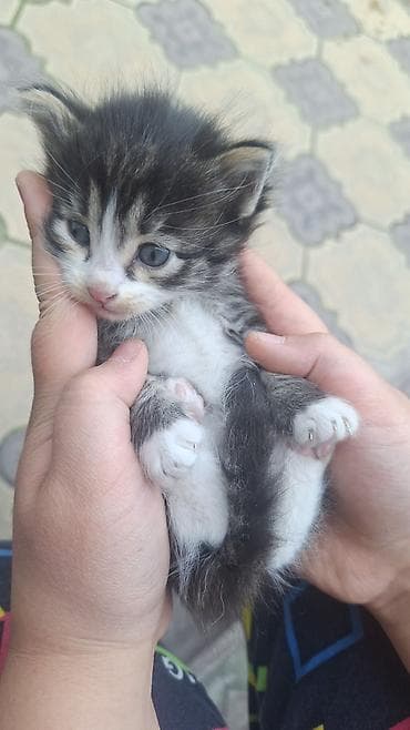 свинкс кошка: Кошка даром: Беспородная, Девочка — 1