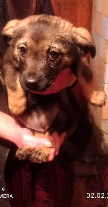 Рыбы: Щенки смесь пикенеса с дворнягой - Возраст: примерно 1,5–2 месяца — 1