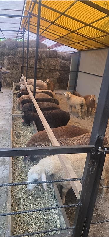 Продаю | Овца (самка) at lalafo.kg Продаю | Овца (самка)