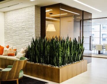 растени: Распродажа комнатных цветов! Цены от 350с.!!! — 1