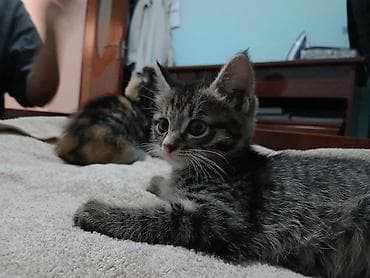 Бесплатно Котенок – домашний малыш, полосатый тигровый