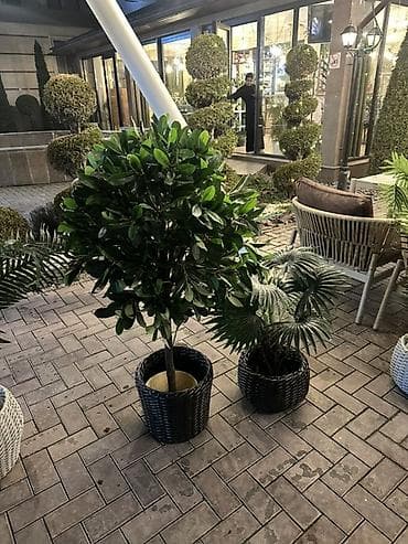 простой: Декоративные напольные растения в кашпо для интерьера и террас - — 4