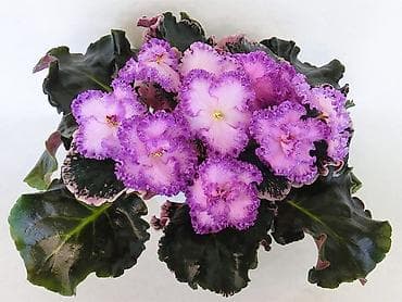 картошка актирис: В продаже детки,, стартеры, взрослые сортовые фиалки🌺🌺🌺, От 100 сом — 8