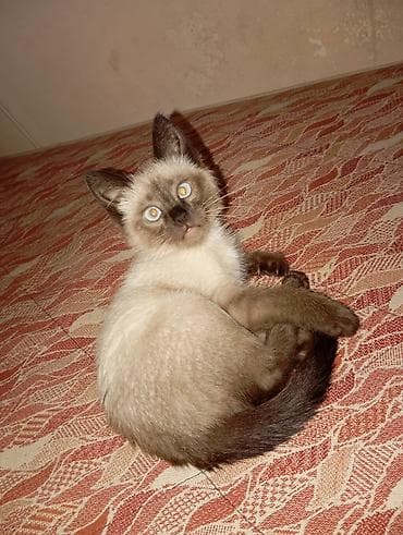 Рыбы: Кошка даром: Сиамская, 6 месяцев, Мальчик, Приучена к лотку — 2