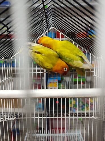 попугай неразлучник купить: Неразлучники – красивые, яркие, миниатюрные попугаи, длина тела — 4