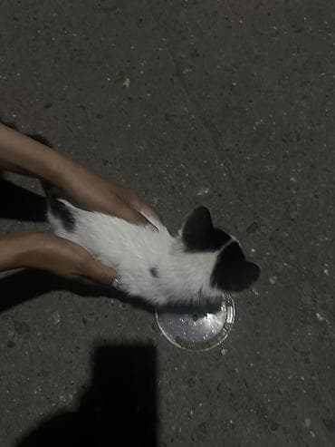 Животные: Кошка даром: Беспородная, 1 месяц, Девочка — 4