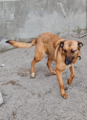 куда можно отдать собаку: Собака даром: Дворняжка, 2 года, Самка, С прививкой — 4