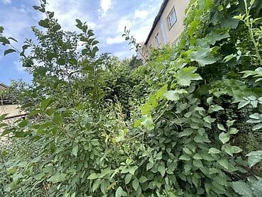 половой лес: Самовывоз — 3