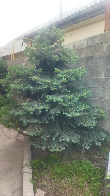 куплю голубой ель: Ель голубая (Picea pungens), выращенная на участке. Описание: - — 2