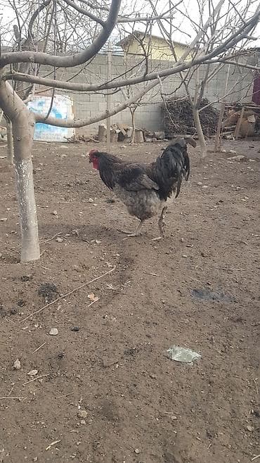 Мышыктар: Сатам | Короздор | Көбөйтүү үчүн — 3