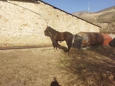 брама мрамор: Продаю | Конь (самец) | Рабочий — 1