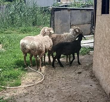 Продаю | Овца (самка), Баран (самец) | На забой, Для шерсти | Ярка