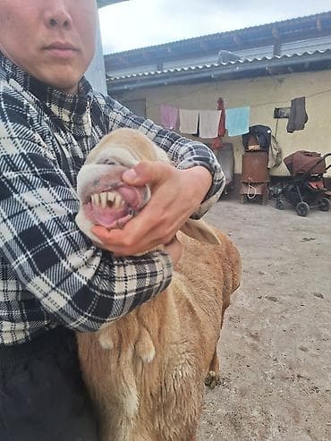 овчарка каракол: Сатам | Кочкор (эркек) | Көбөйтүү үчүн | Асыл тукумдуу — 4