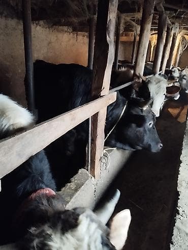 бычки маленькие: Продаю | Корова (самка) | На забой | Привязанные — 4