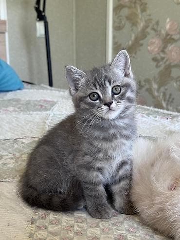 кошко: Скотиш Страйт (Шотландская прямоухая), 2 месяца, Мальчик, Серый — 5