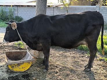 пчелы матки: Продаю | Корова (самка) | Для молока | Привязанные — 4