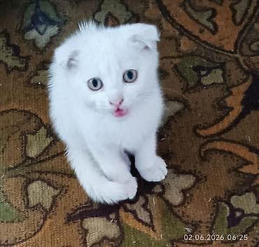 продажа кошек жалалабад: Скотиш Фолд (Шотландская вислоухая), 2 месяца, Мальчик, Голубой, Приучена к лотку — 5
