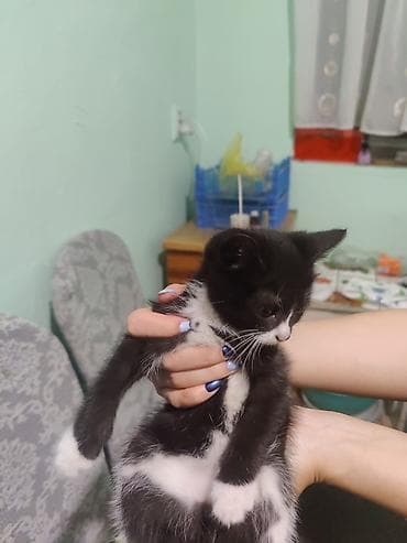 као мани: Кошка даром: Беспородная, 1 месяц, Девочка, Приучена к лотку — 6