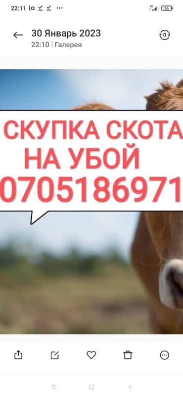 продаю животных: Куплю | Коровы, быки, Лошади, кони, Другие с/х животные | Круглосуточно, Любое состояние, Забитый — 1