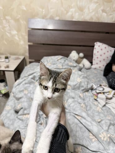 дом для котов: Кошка даром: Беспородная, 2 месяца, Девочка, Приучена к лотку, Проглистована — 5