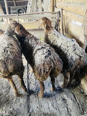 собака породы йоркширский терьер: Продаю | Овца (самка) | Для разведения — 4