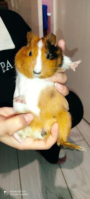коой: Морская свинка (короткошёрстная), окрас триколор: рыжий, белый и — 1