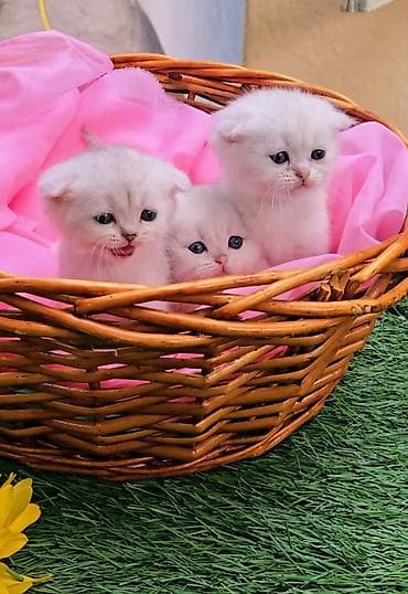 Шотландские котята от красивой пары. Предлагаем для бронирования — 10