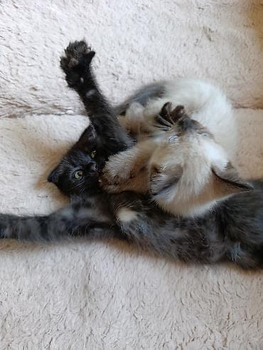 Кошки: Скотиш Фолд (Шотландская вислоухая), 2 месяца, Девочка — 6