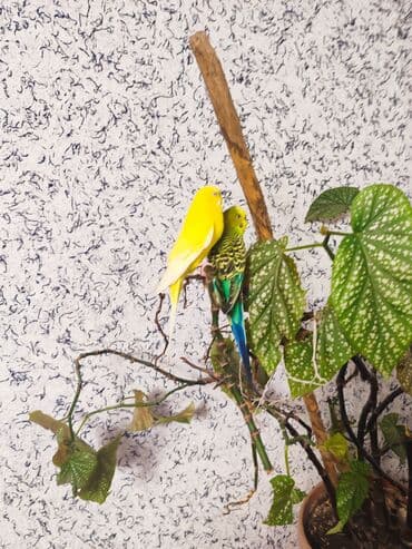 попугай неразлучник цена: --- Продаю пару волнистых попугаев. Самец и самка, возраст около 9 — 26