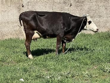 апарат дойка: Продаю | Корова (самка) | Голштин | Для молока | Привязанные — 5