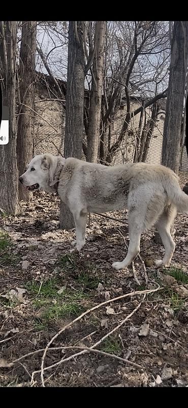 собака сокулук: Алабай, 11 айлык, Ургаачы, Ит тегин тастыктоочу документ — 3