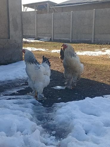 тоок брама: Продаётся петушки брама 1500сом — 3