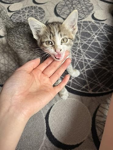 лысые кошки: Беспородная, 1 месяц, Девочка, Приучена к лотку — 1