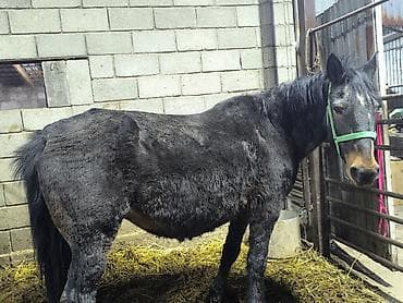Продаю | Кобыла (самка) | Для разведения