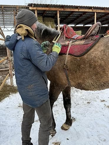 Продаю | Жеребец