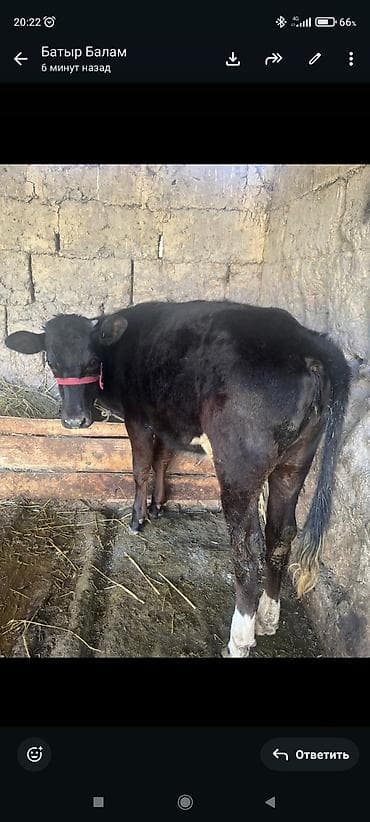 быки породистые: Продаю | Бык (самец) | Полукровка | На откорм | Привязанные — 1