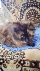 кошка город ош: Котята в добрые и ответственые руки. Кушают домашнюю еду. Кашку — 12